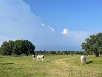 Magnolia Ranch
