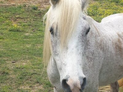 Ramey Riding Stables