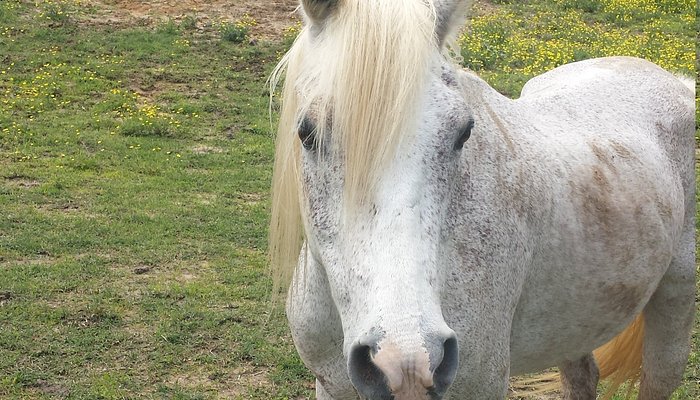 Ramey Riding Stables