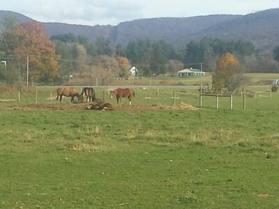 Cinch 'em UpStables