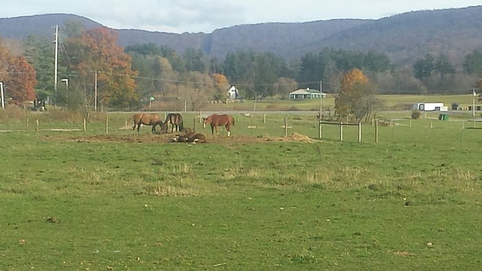 Cinch 'em UpStables