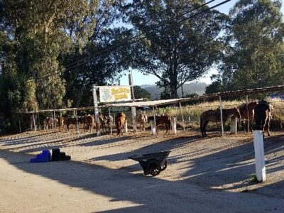 Sea Horse Ranch