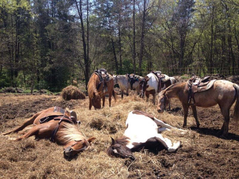 JuRo Stables