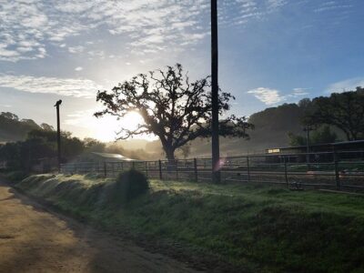 Willow Tree Stables