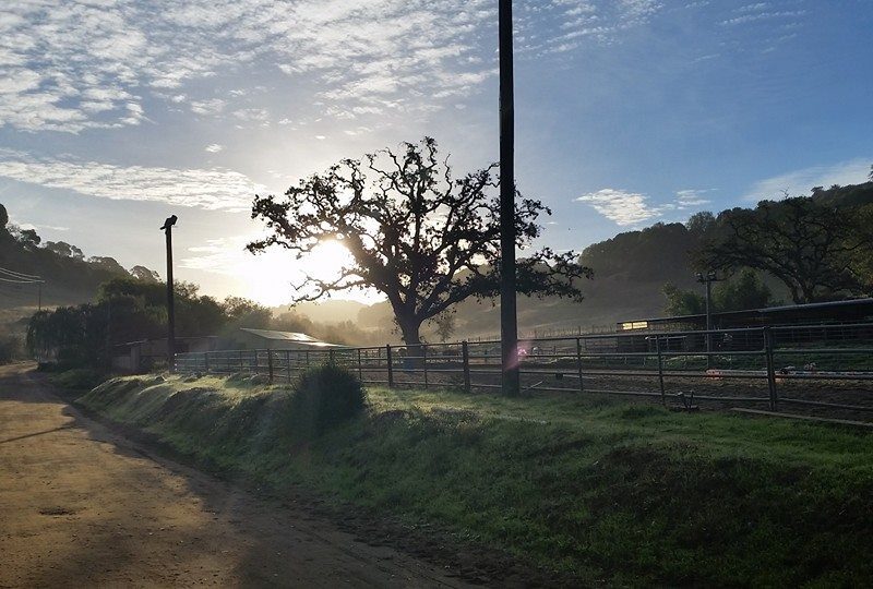 Willow Tree Stables