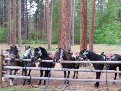 Parson's Pony Farm