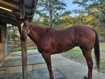 Honeyridge Stables