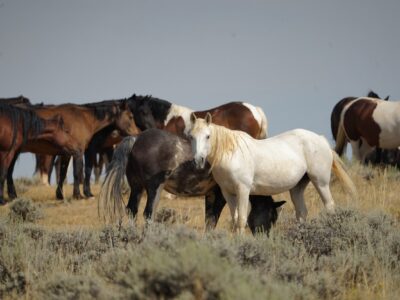 Cody Wild Mustang Tours: Red Canyon Wild Mustang Tour