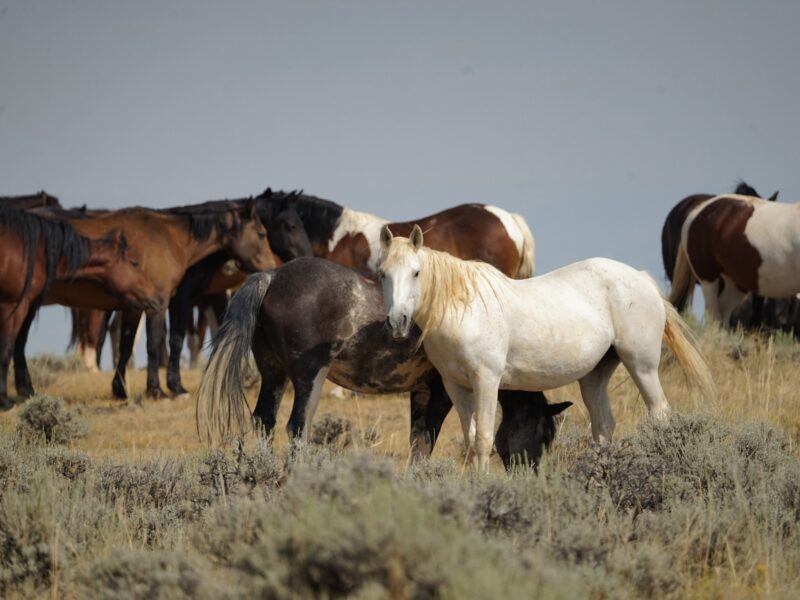 Cody Wild Mustang Tours: Red Canyon Wild Mustang Tour