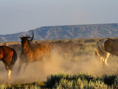 Cody Wild Mustang Tours: Red Canyon Wild Mustang Tour