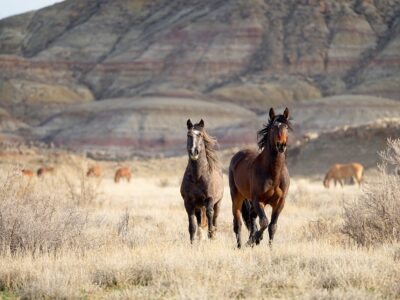 Cody Wild Mustang Tours: Red Canyon Wild Mustang Tour