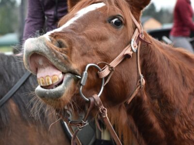 All Tacked Up
