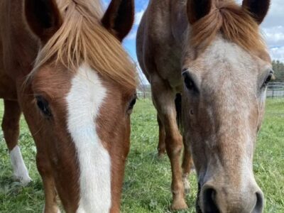Horseback Riding at Running Y Resort