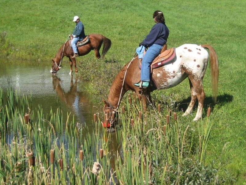 Adventure Horse Riding in NYS