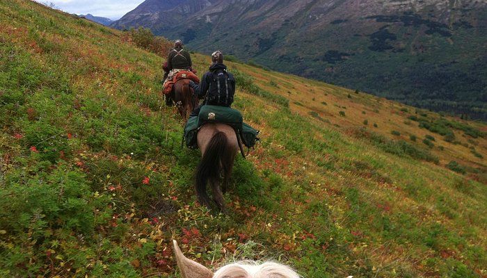 Alaska Horse Adventures