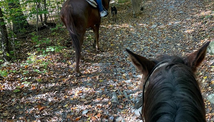 One Trick Pony Rides