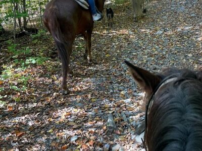 One Trick Pony Rides