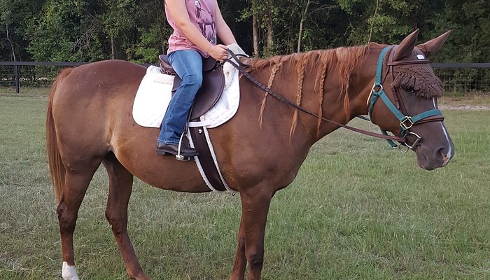 Joyful Noise Riding Academy