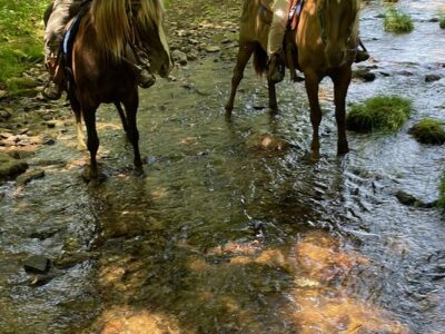Appalachian Horse Adventures - Montebello, VA