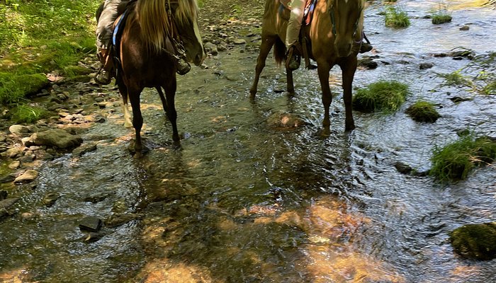 Appalachian Horse Adventures - Montebello, VA