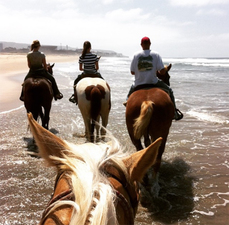 Pony Land Rides And Petting Zoo
