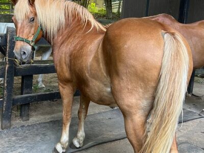 Saddle Up Stables