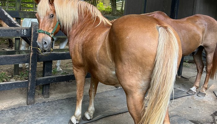 Saddle Up Stables