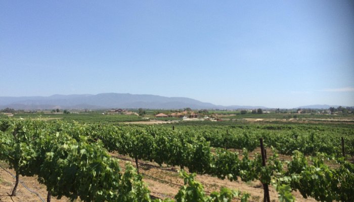 Temecula Wine Country Horseback Riding