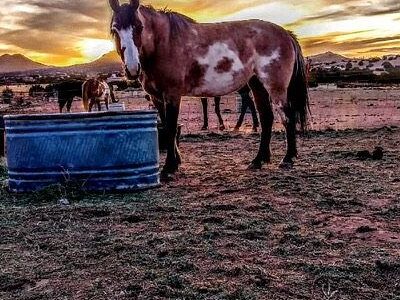 Vision Quest Western Horseback Rides & Lessons