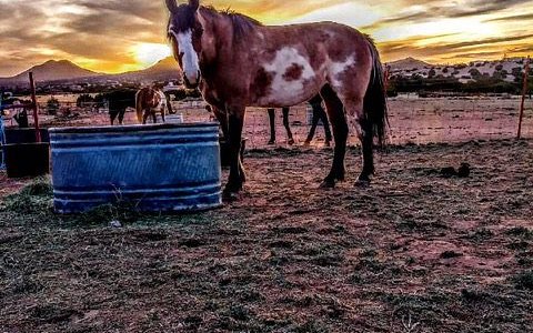 Vision Quest Western Horseback Rides & Lessons