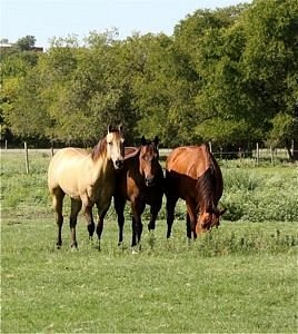 Benbrook Stables