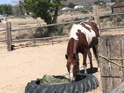 C Horse Ranch