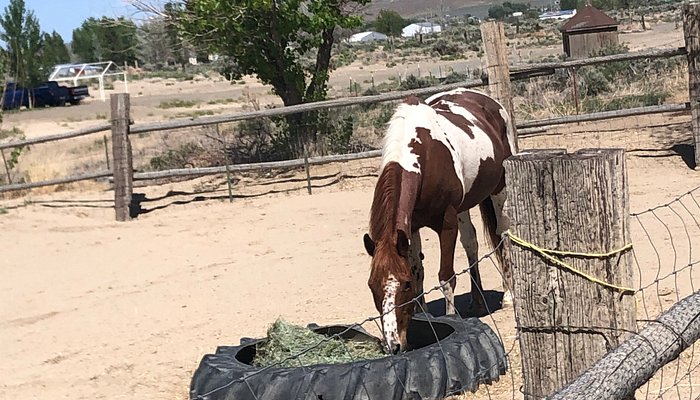 C Horse Ranch