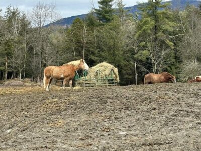 Lajoie Stables