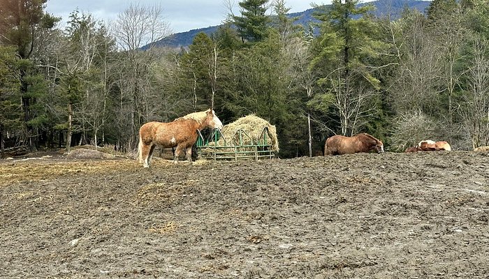 Lajoie Stables