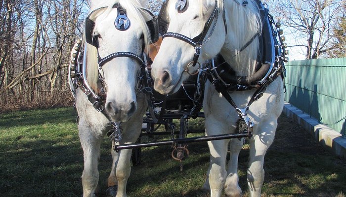 Carriage Run Carriage Service