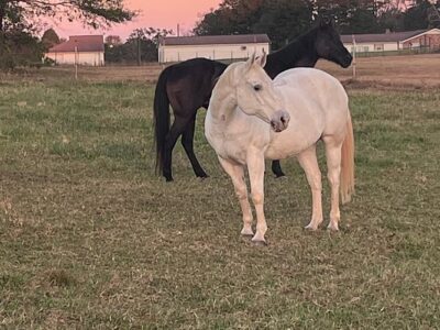 Scotsgrove Stables