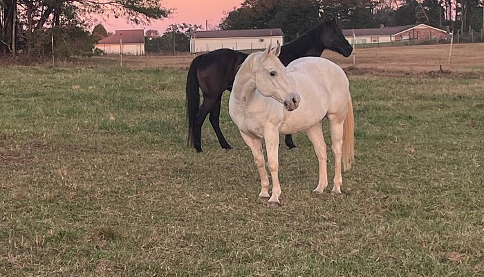 Scotsgrove Stables