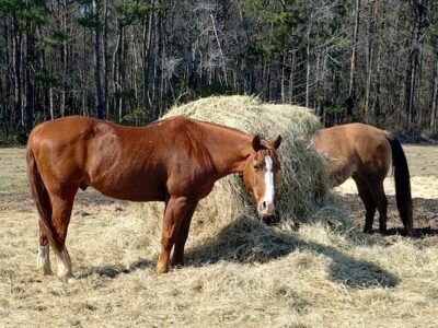 County Line Horse Trail Rides