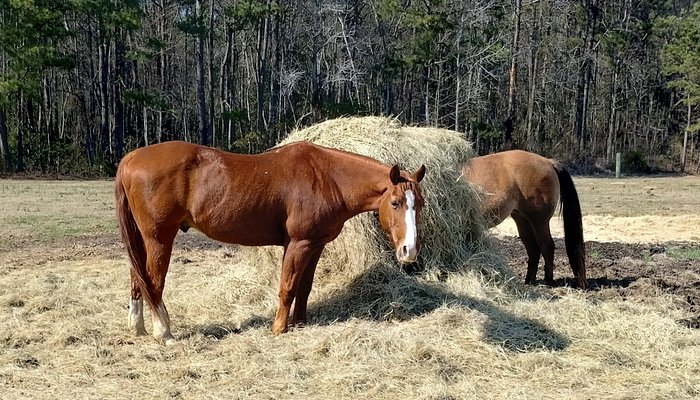 County Line Horse Trail Rides