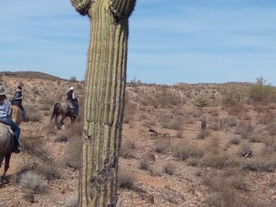 Arizona Horse Company