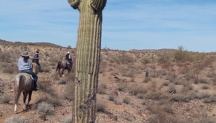 Arizona Horse Company