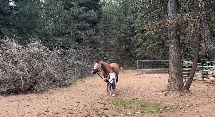 Adventure Pony Rides