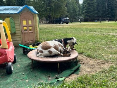 Adventure Pony Rides