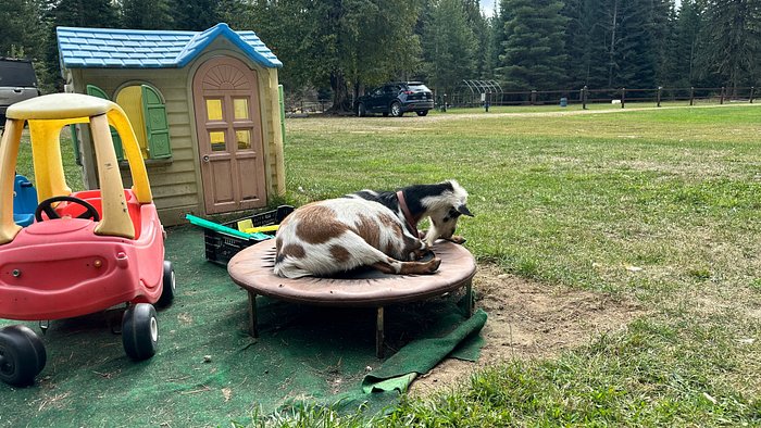 Adventure Pony Rides
