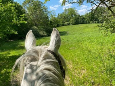Big River Barn Rescue