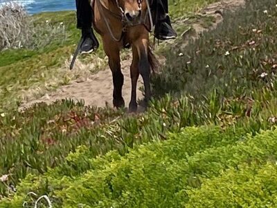 Ocean View Stables