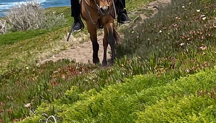 Ocean View Stables