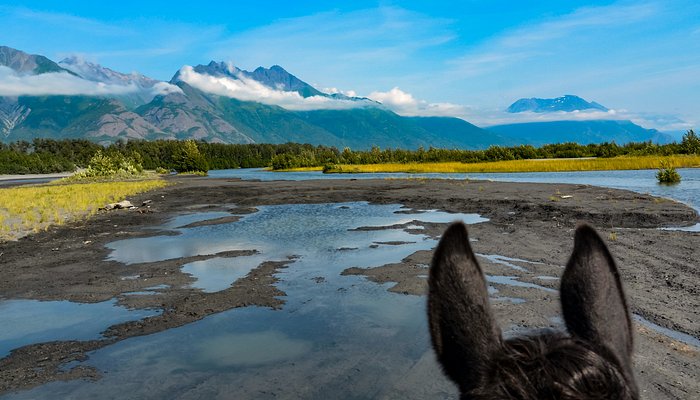 Alaska Horse Adventures