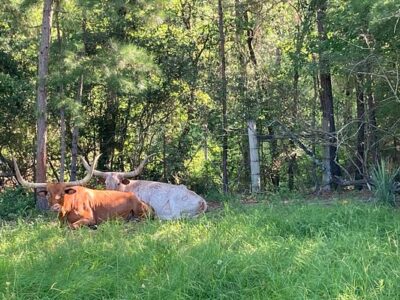 The Williams Ranch
